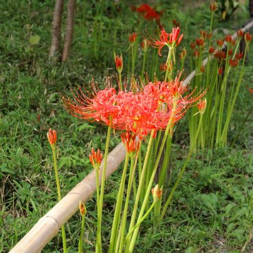 Koishikawa Korakuen (Tokyo), Higanbana flowers