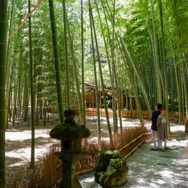 Kamakura, Bamboo grove at Hokoku-ji temple