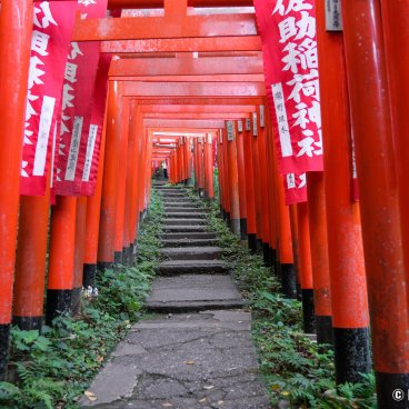 Kamakura, Red torii gate tunnel at Sasuke Inari-jinja shrine