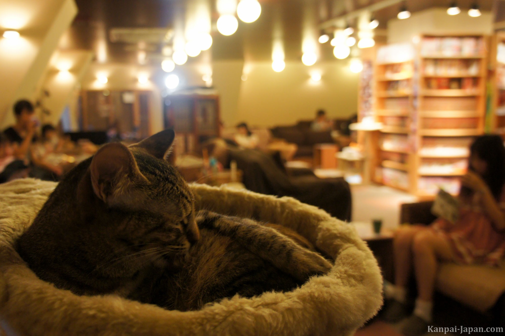 Neko cafe - A cat experience in Japan