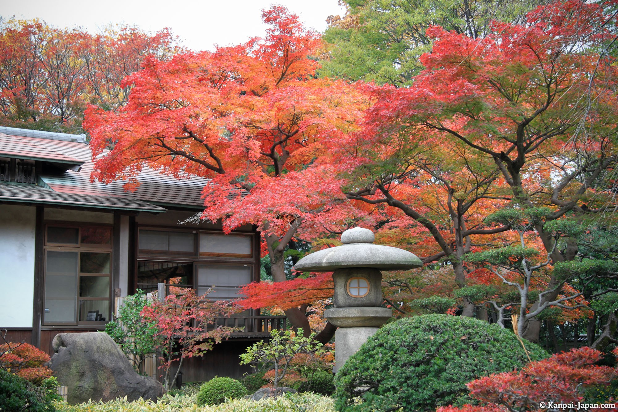 Koyo Japanese Maple Trees Red Leaves Momijigari Contemplating Momiji In The Fall Season