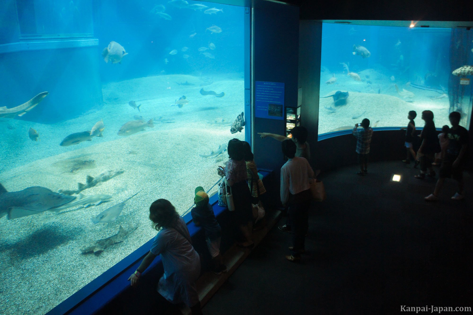 Kaiyukan Aquarium Osaka's Vertical Tank and Whale Shark