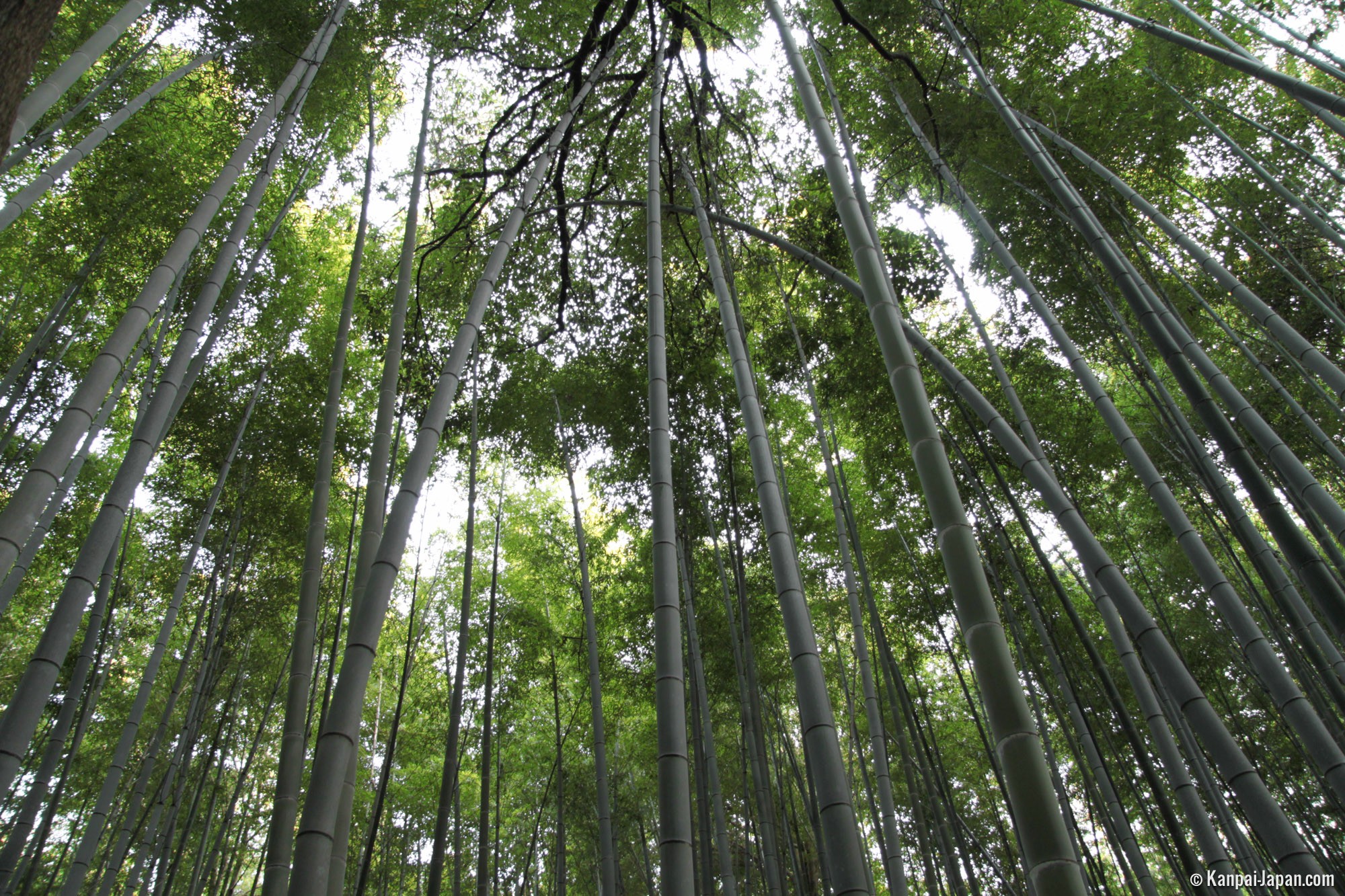 Arashiyama Bamboo Grove The Sagano Bamboo Forest in Kyoto