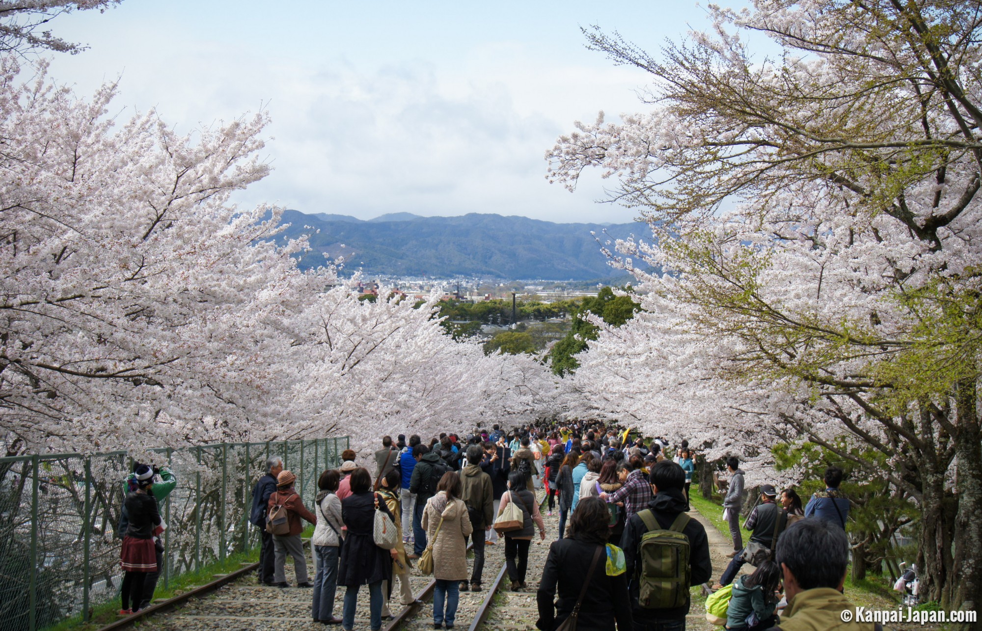 travel japan on april