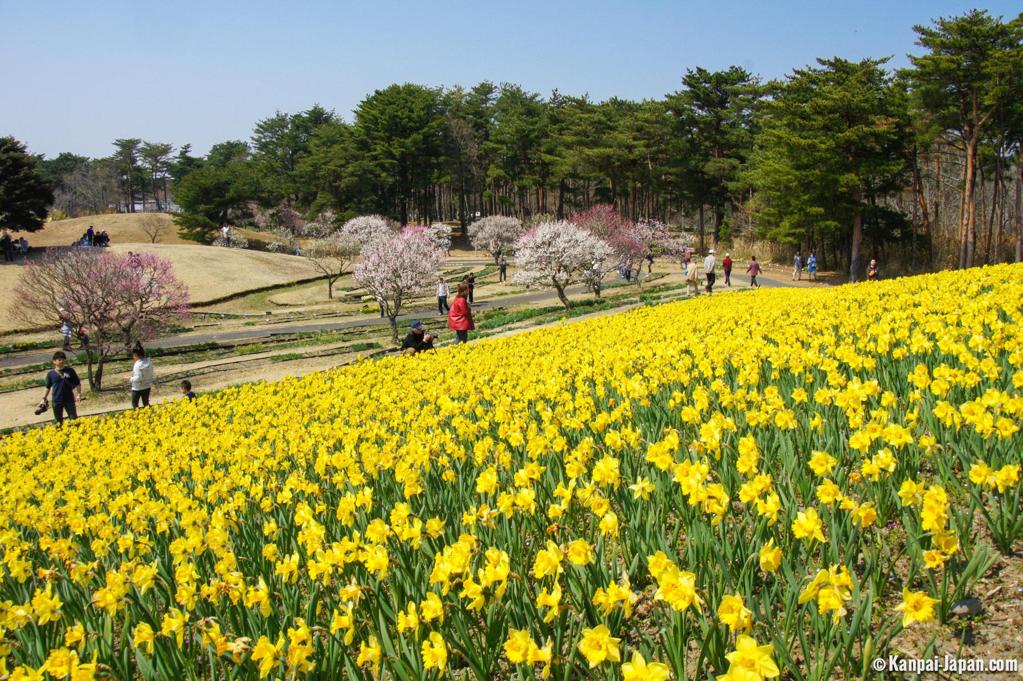 hitachi seaside park tour