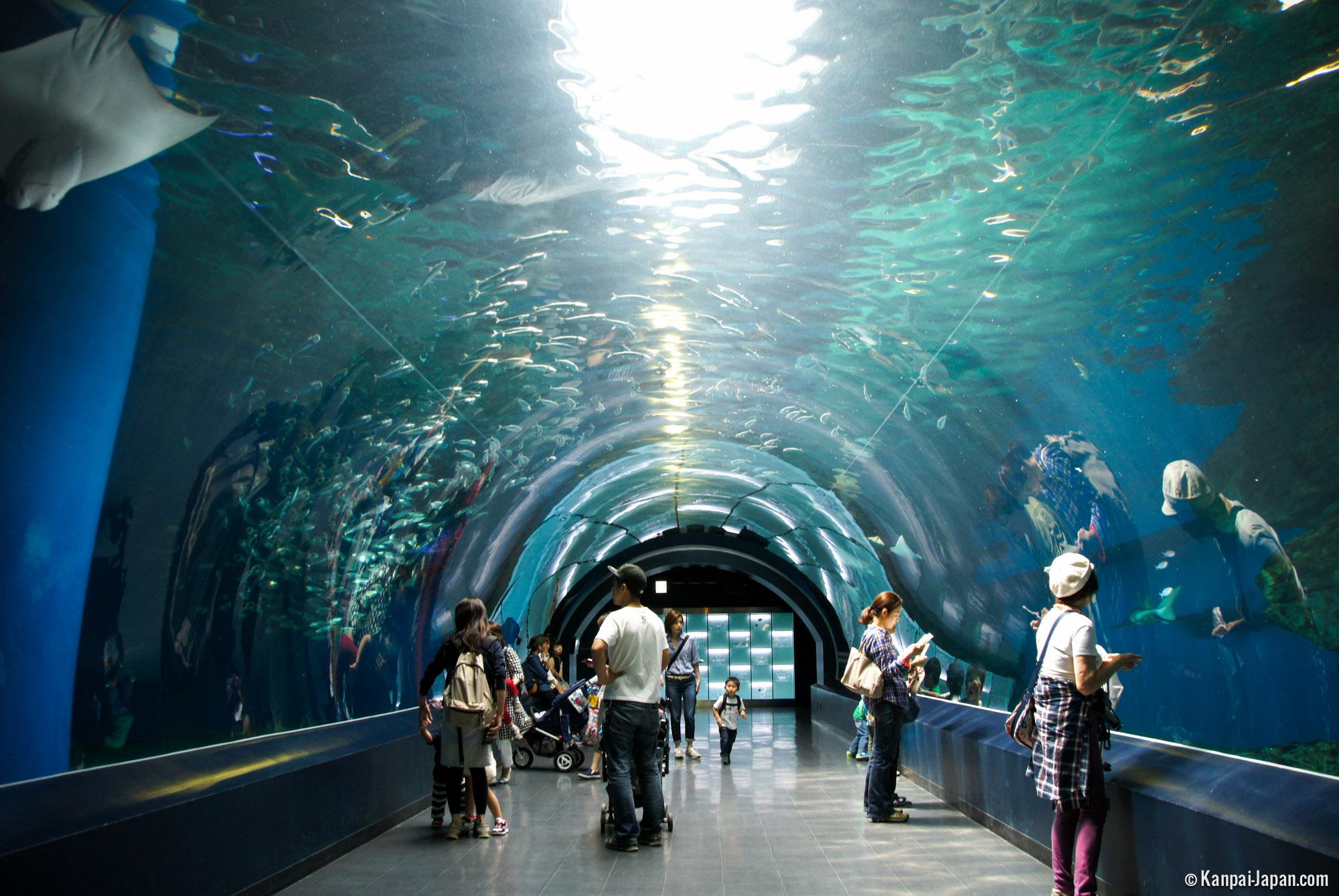 Aqua Park Shinagawa’s Aquarium