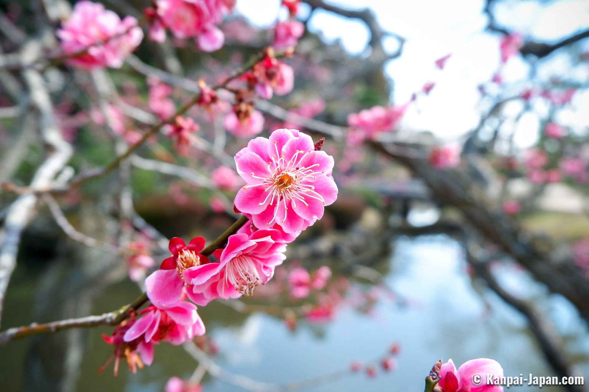 japanese-plum-trees-first-blossoms-of-the-year-blooming-japanese