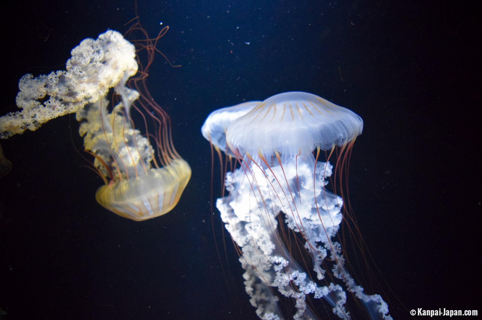 Kamo Kurage - The Jellyfish Aquarium