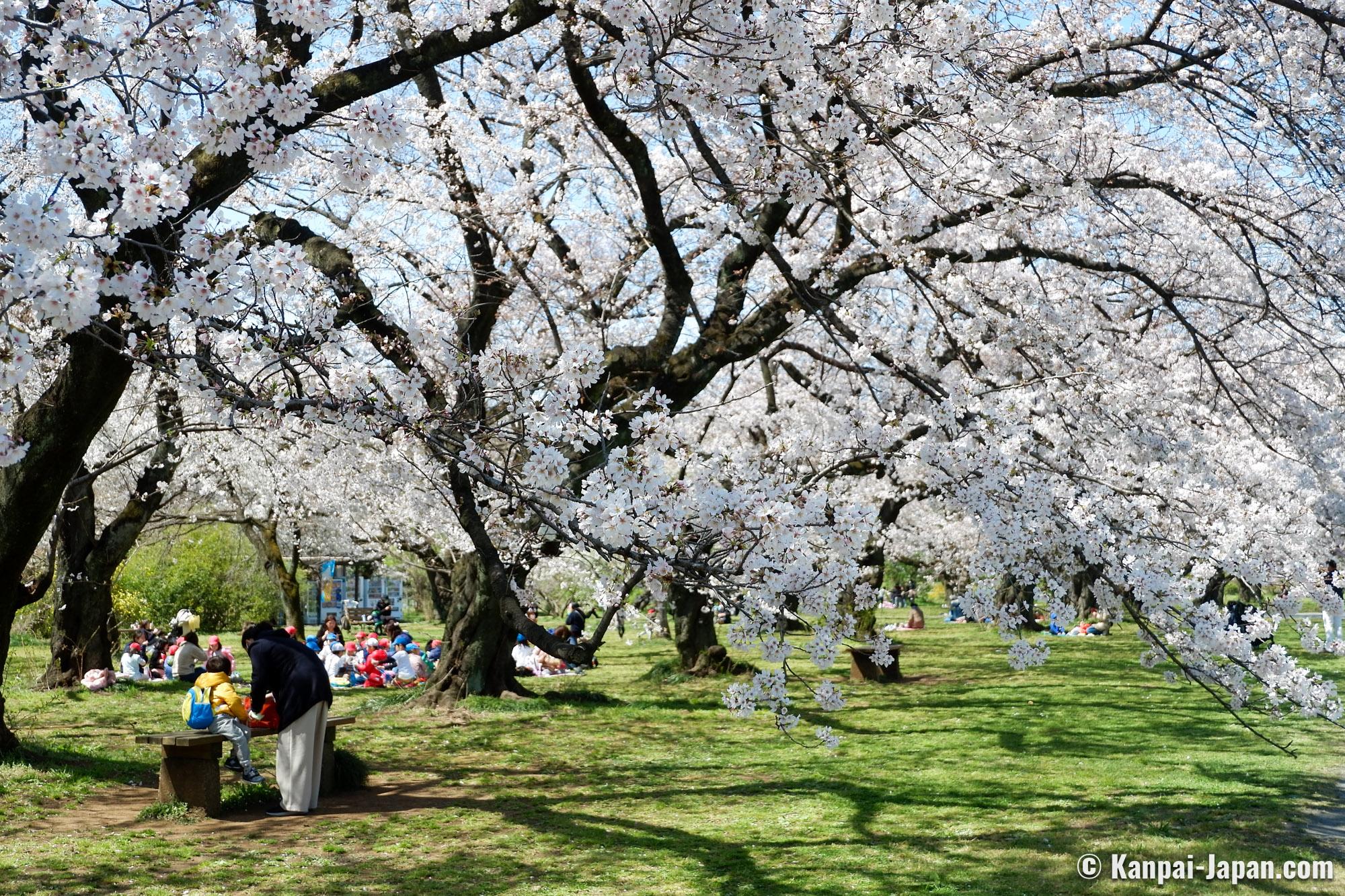 Koishikawa Botanical Garden Tokyo’s Famous Scientific Arboretum