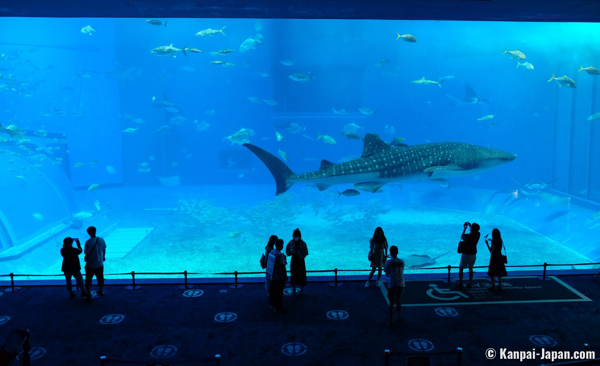 Okinawa Churaumi Aquarium The Largest Saltwater Tank In Japan okinawa-churaumi-aquarium-the-largest-saltwater-tank-in-japan
