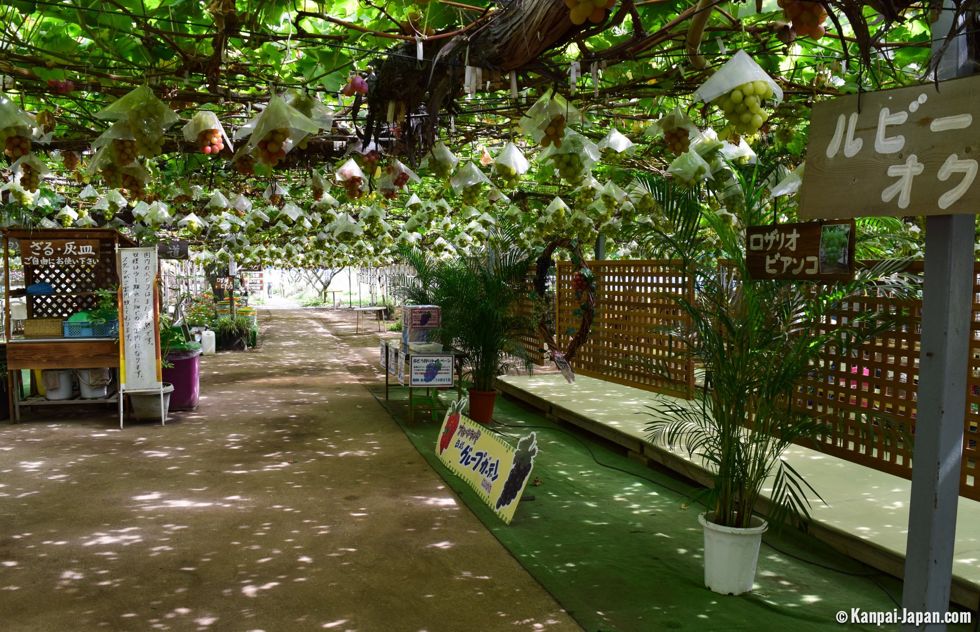 Fruit Picking in Japan The Popular Family Outing