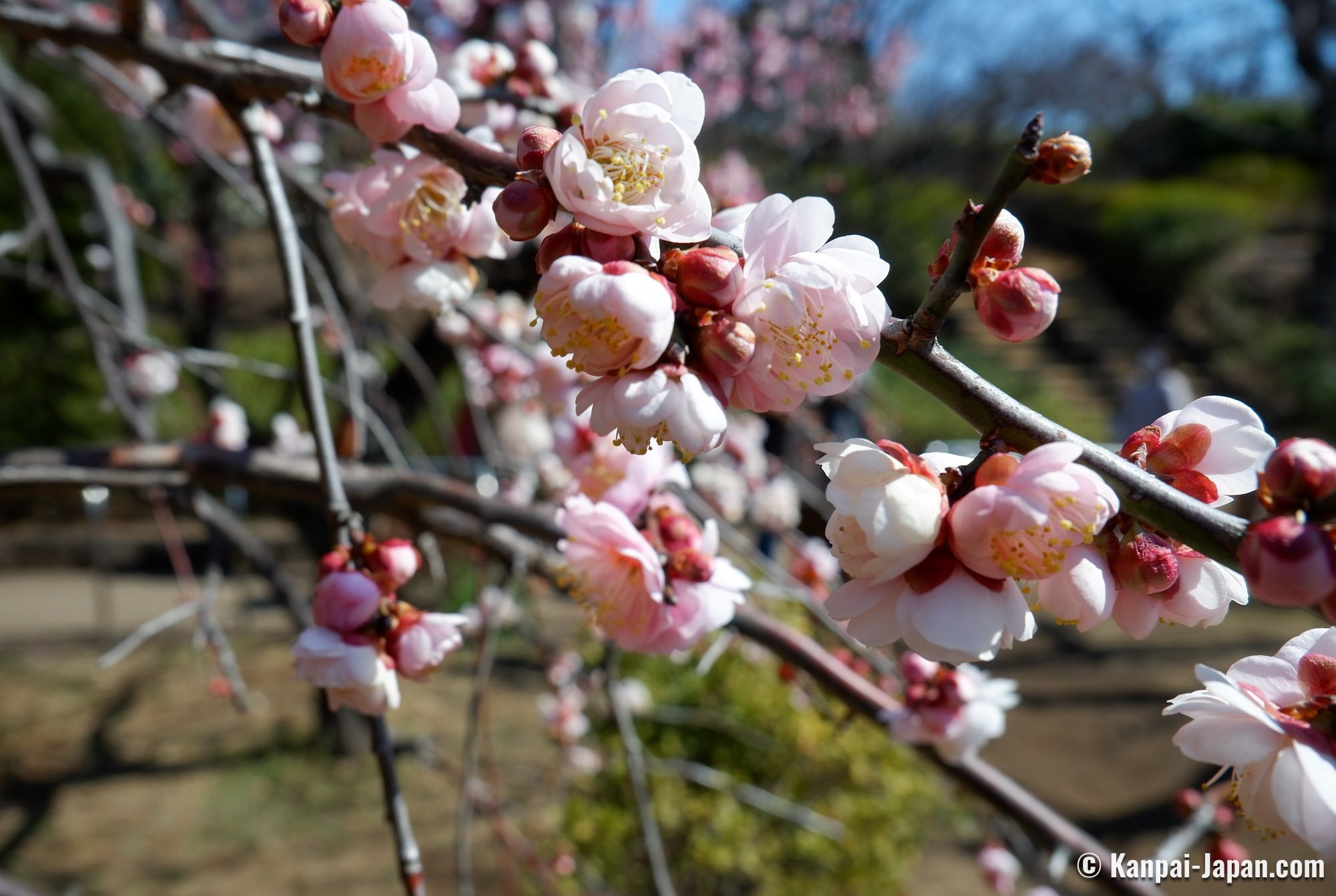 Koyomi: the 72 Seasons of Japan - The Archipelago's Ancient Calendar