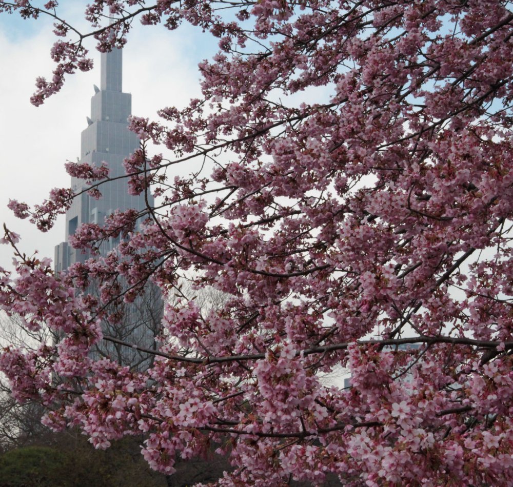 Shinjuku Gyoen (Tokyo), View on the Japanese garden and the first blooming at the end of winter