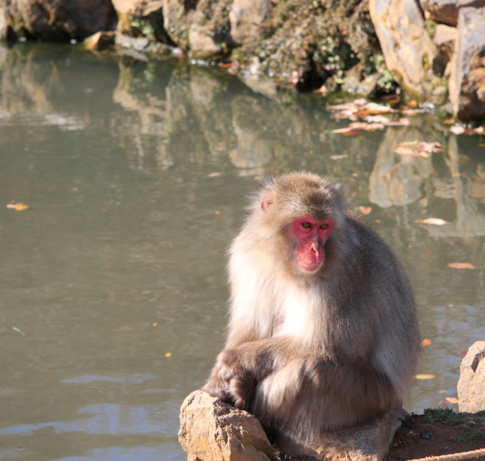Iwatayama in Kyoto, Japanese macaque Iwatayama in Kyoto, Japanese macaque