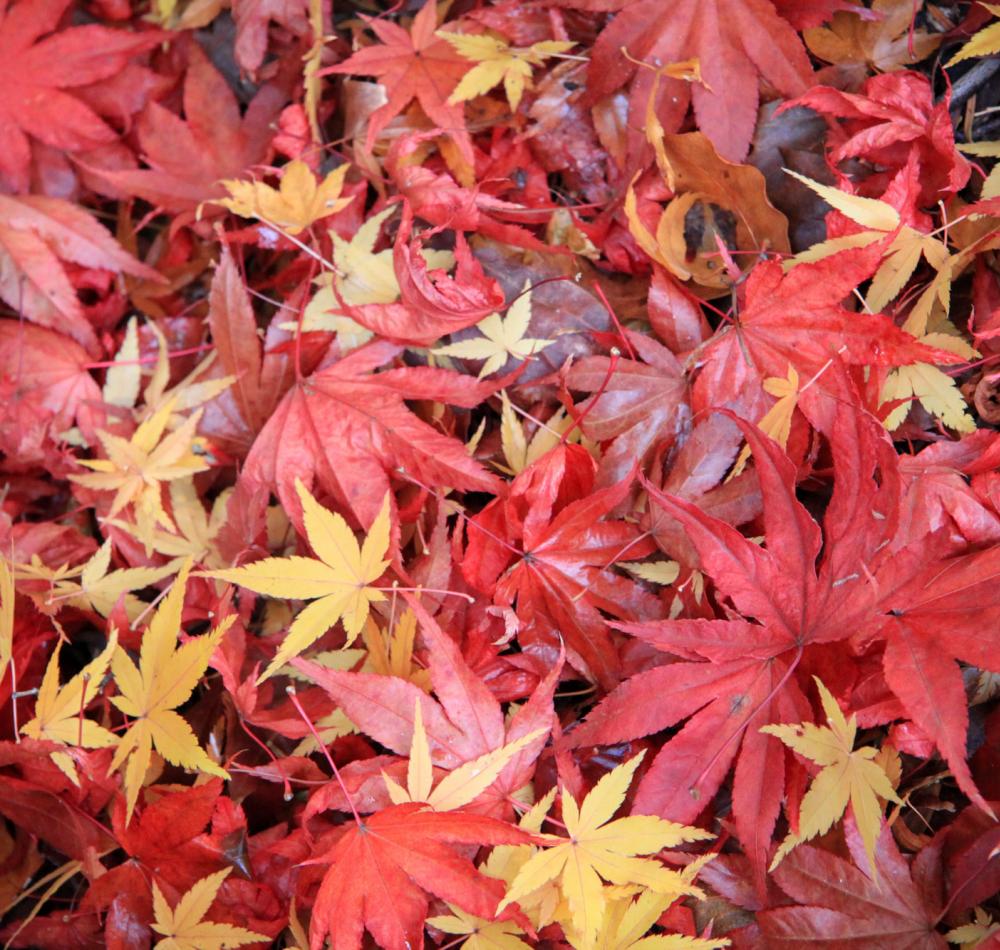 Momijidani Park (Miyajima), Walking path covered in red momiji leaves in autumn