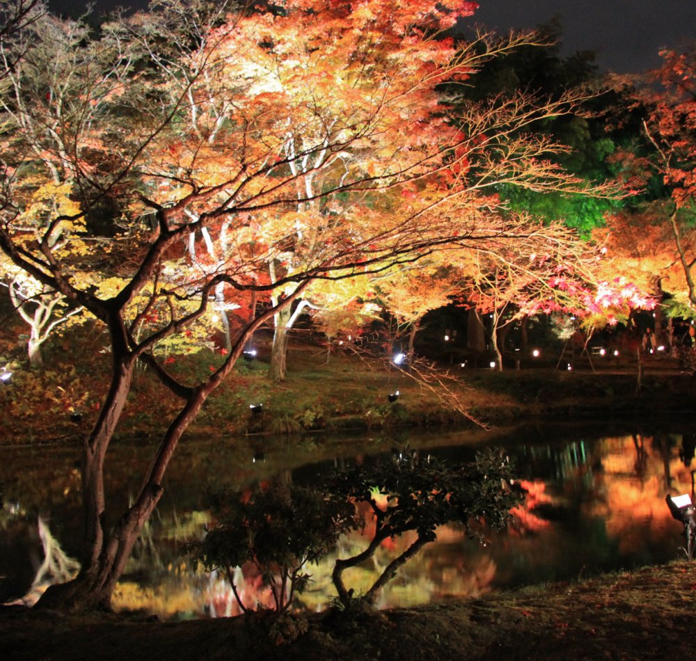 Kodai-ji (Kyoto), Momiji light-up in autumn