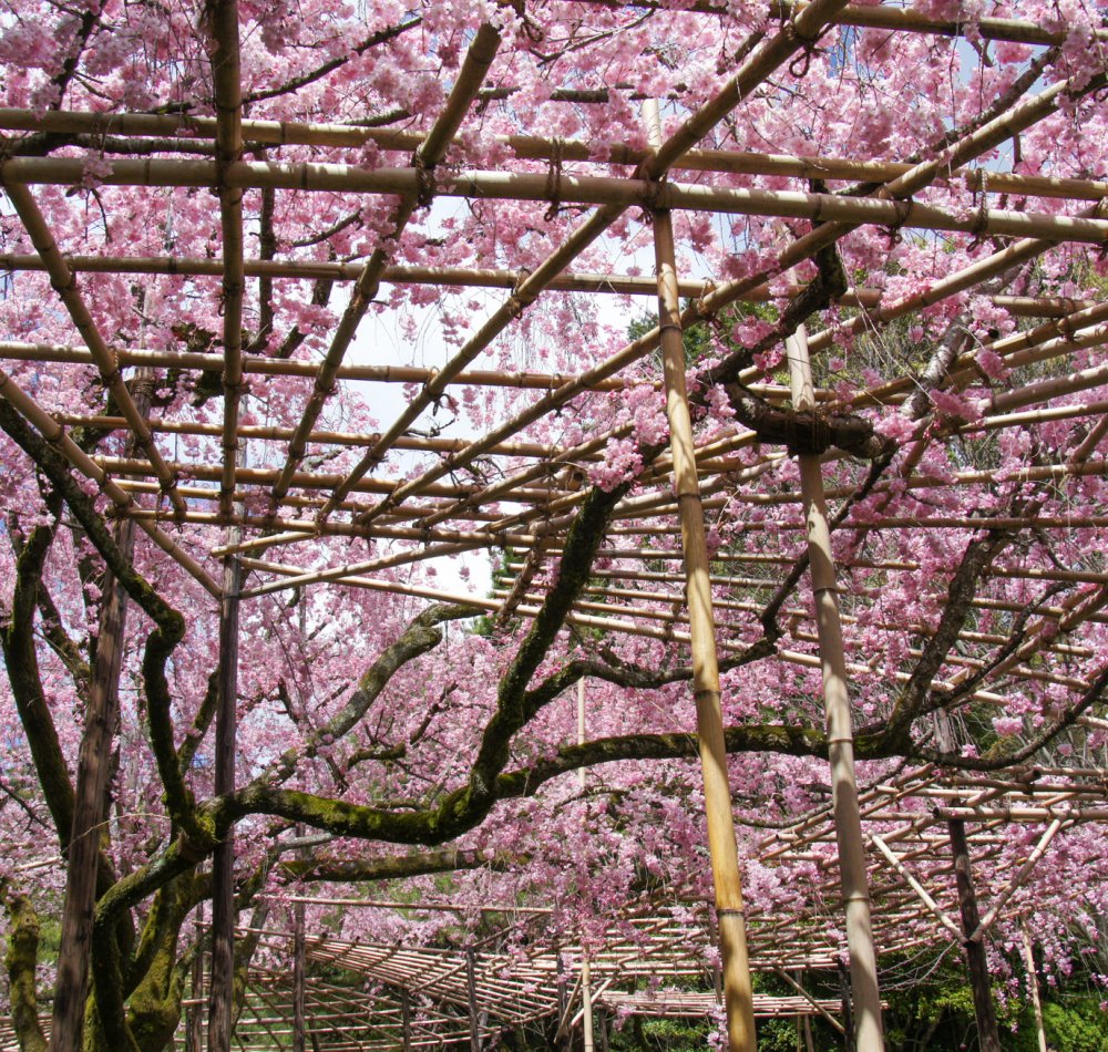 Heian-jingu (Kyoto), View on the garden and the shrine's pavilions in spring