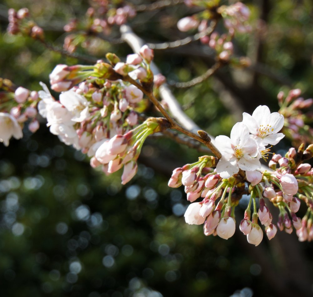 Chidorigafuchi in Tokyo, People boating on the moats in spring