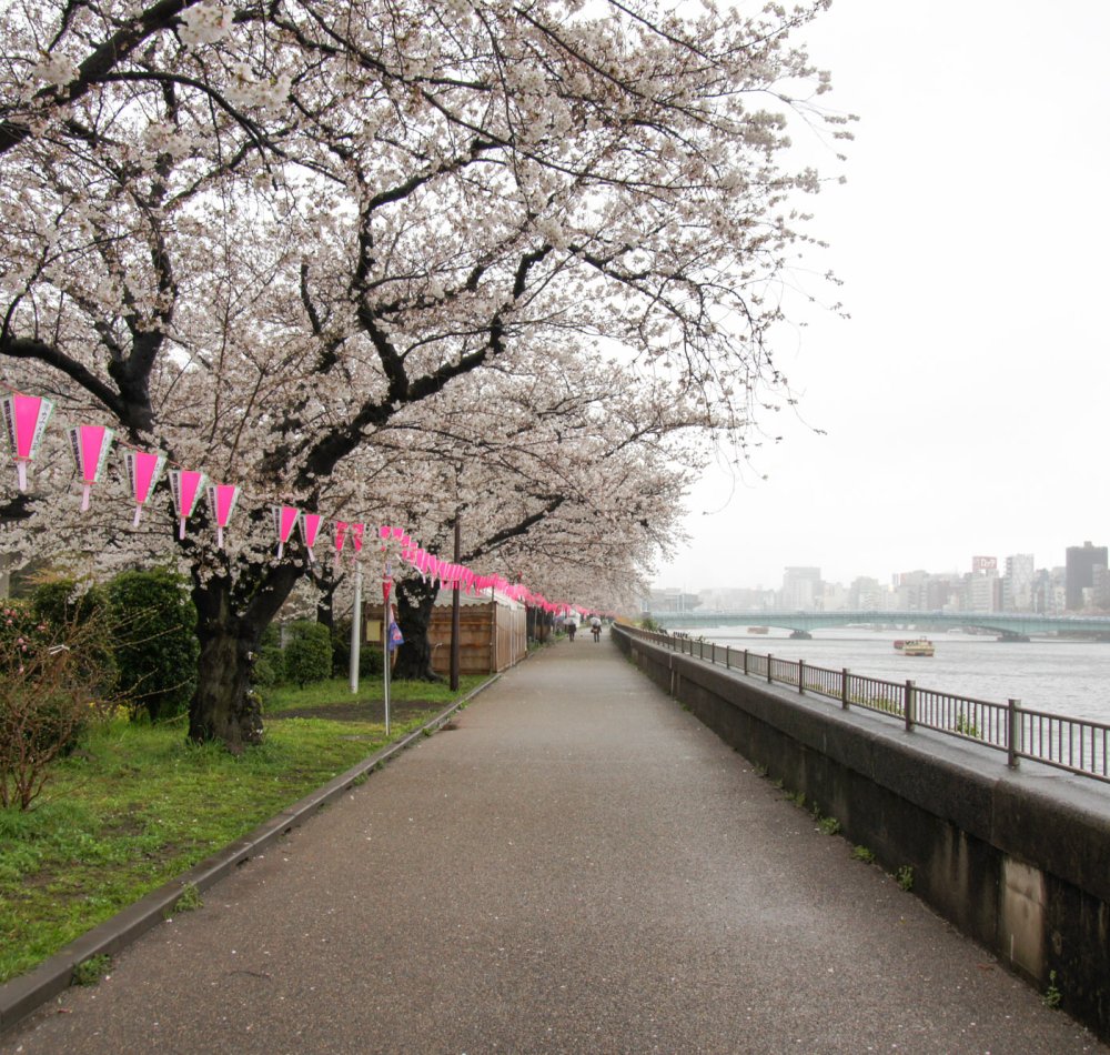 Sumida Park in Asakusa (Tokyo), Blooming cherry trees