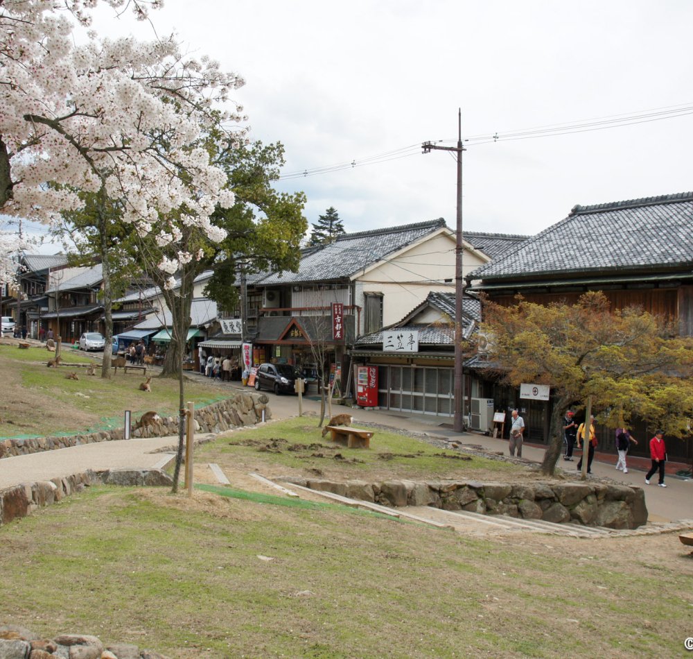 Mount Wakakusayama, View on Nara
