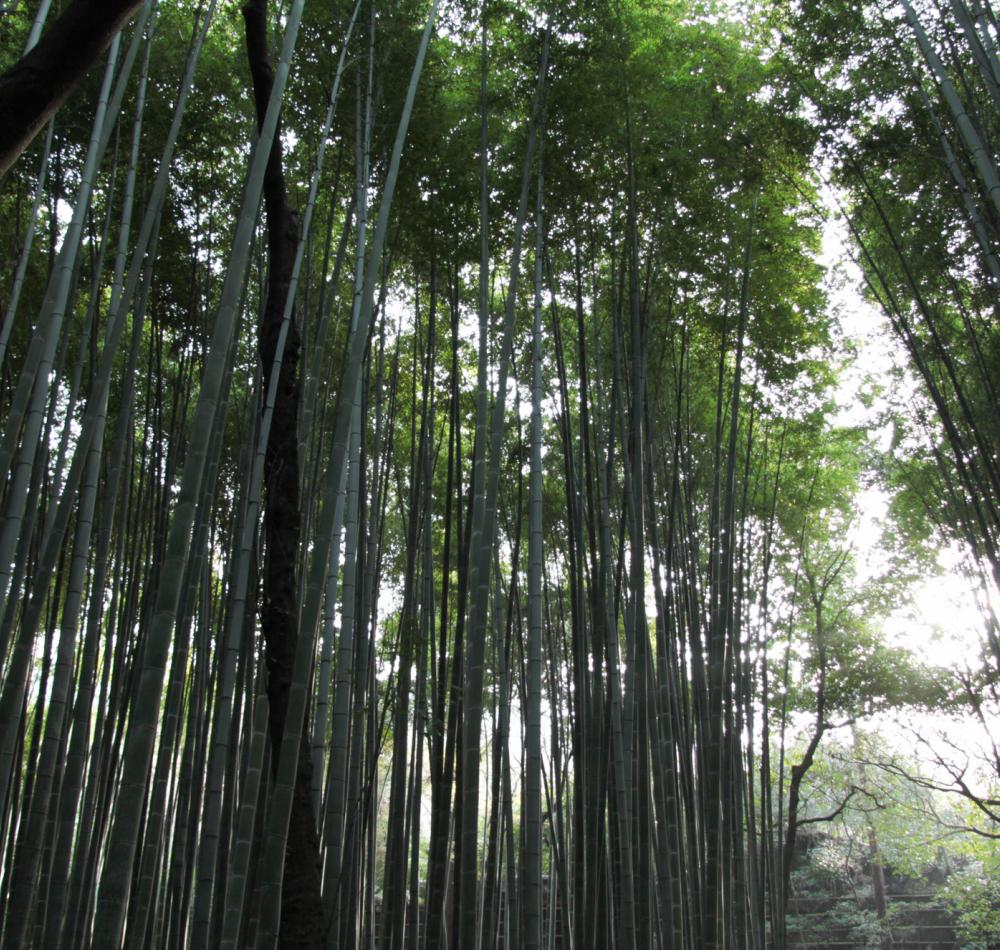 Arashiyama Bamboo Grove in Kyoto