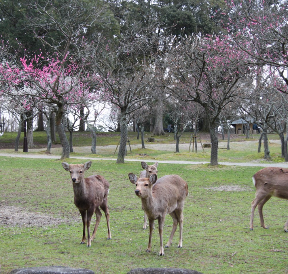 Nara Park (Nara), Shika deer