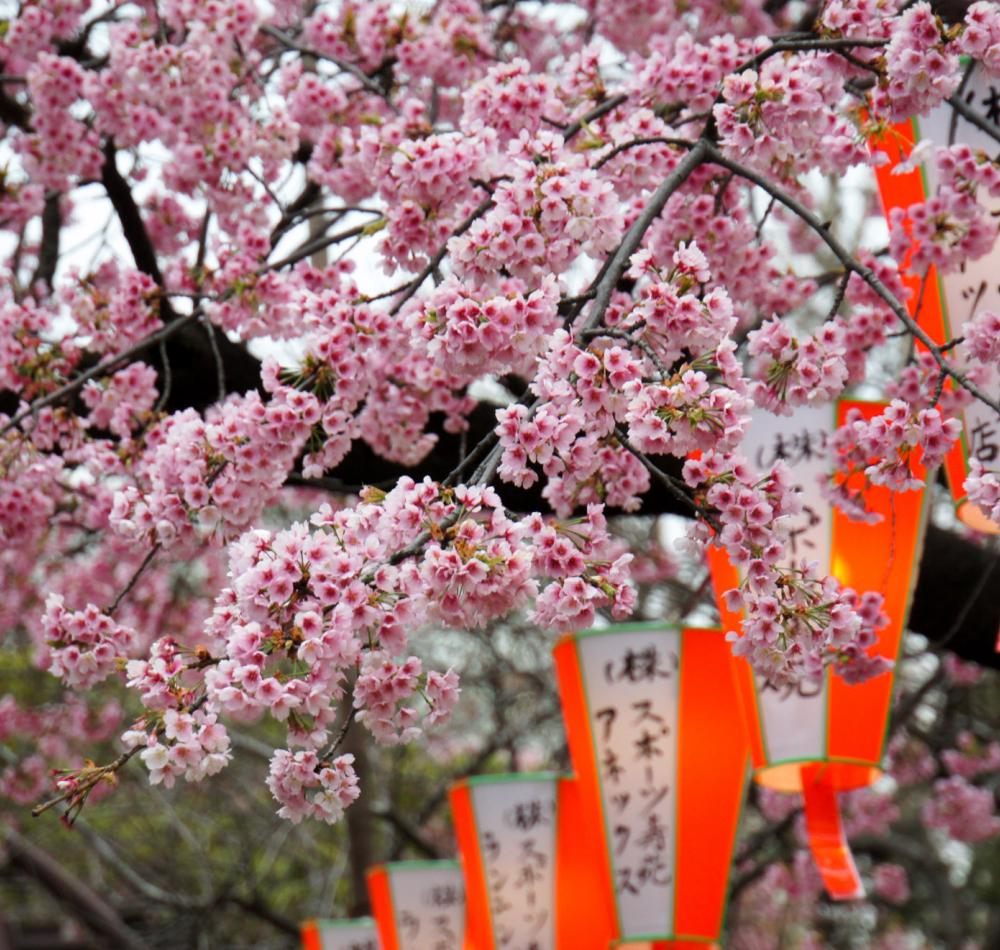 Ueno Park, paper lanterns and cherry trees in summer