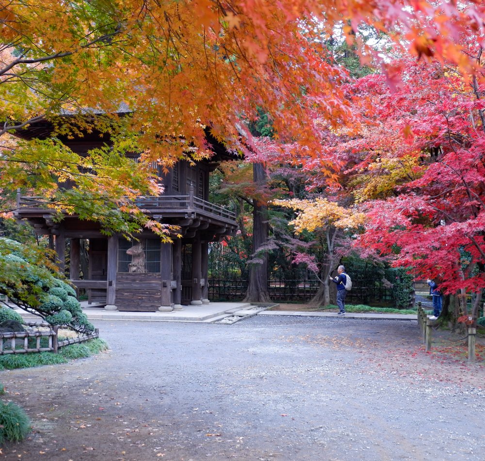 Heirin-ji Temple, Saitama, Red maple trees (momiji)