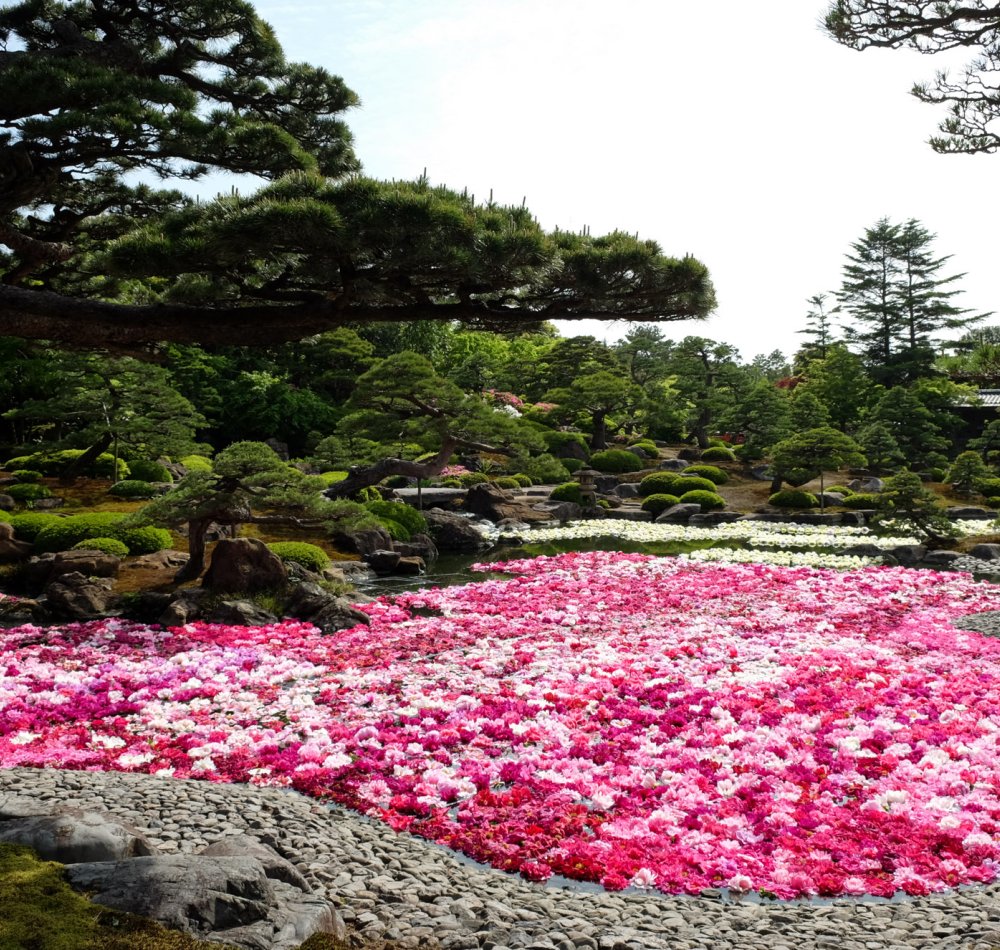 Yushi-en Garden, Peony flowers on the water