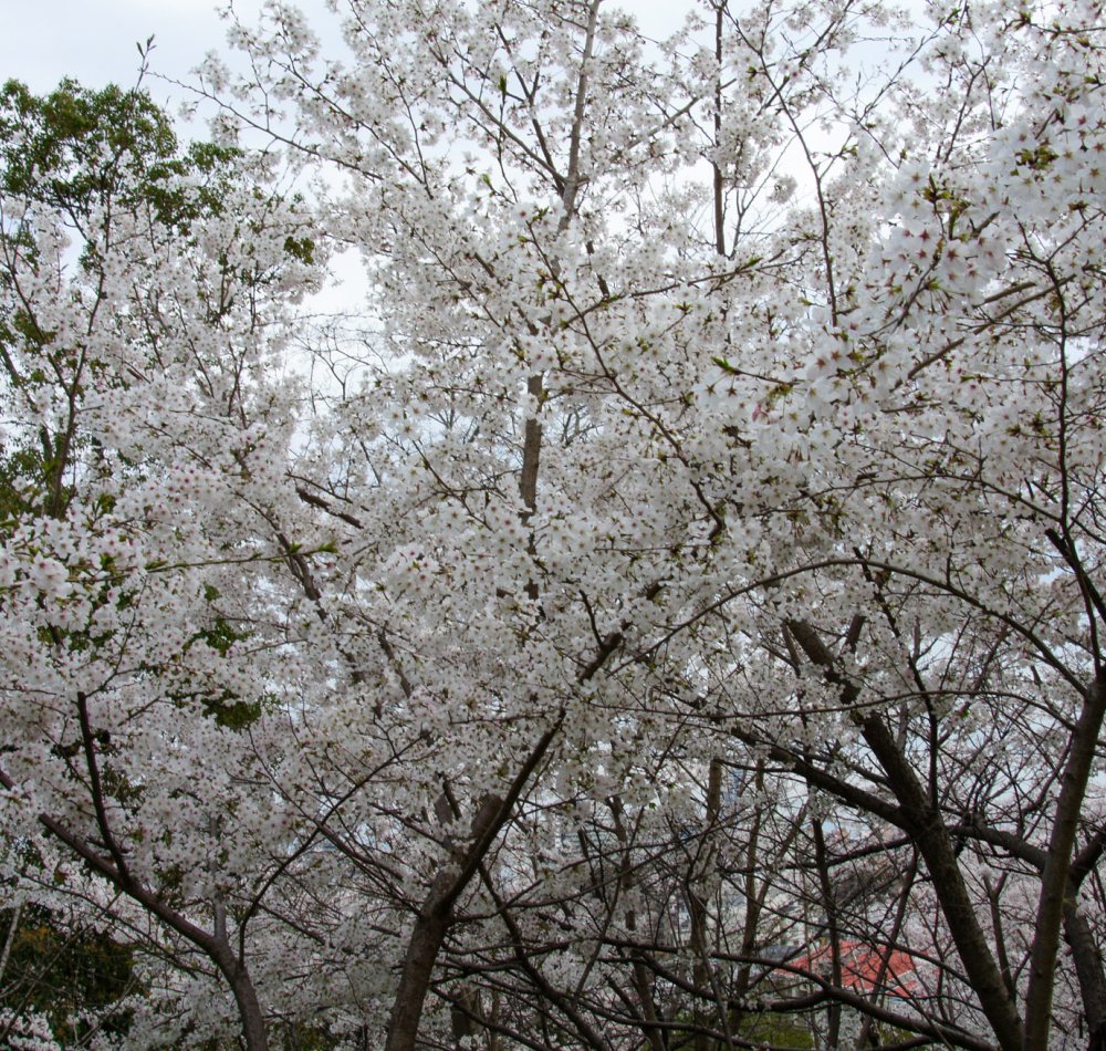 Egeyama Park, View on blooming cherry trees and Kobe