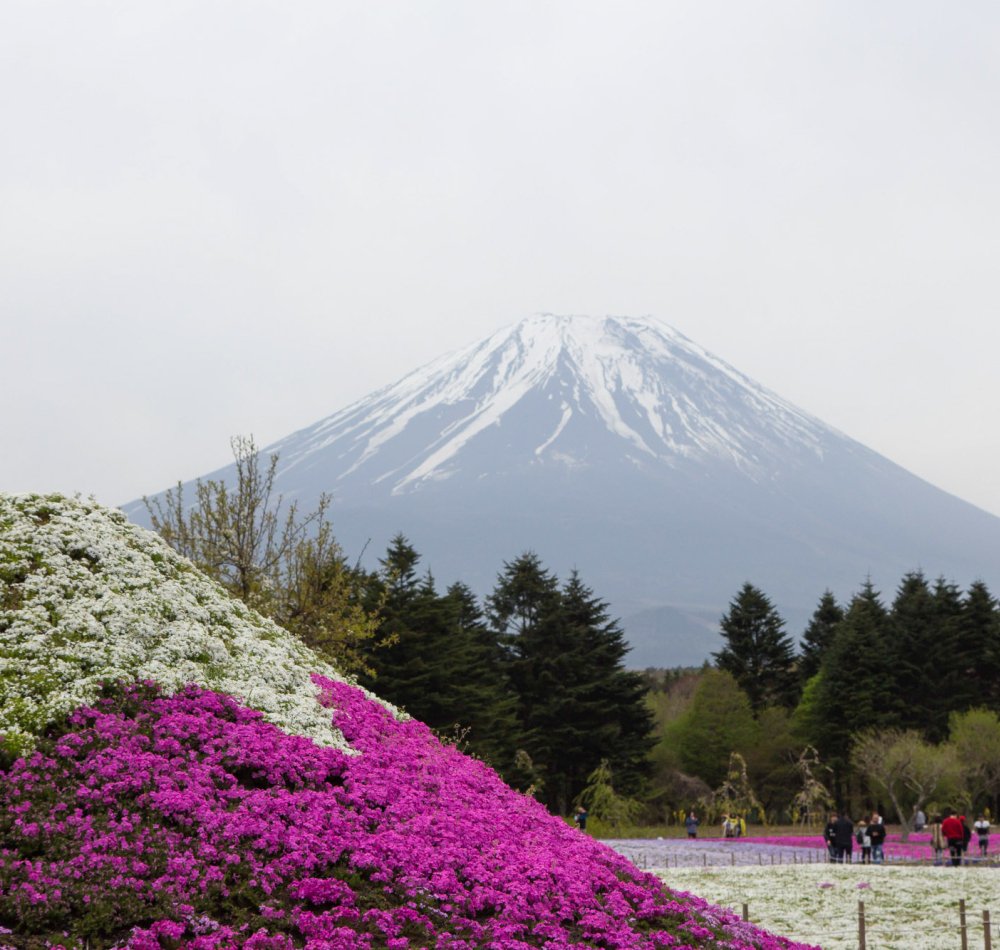 Fuji Shibazakura Matsuri, Moss phlox and Mount Fuji