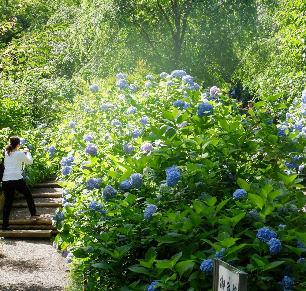 Meigetsu-in, Ajisai hydrangeas in June
