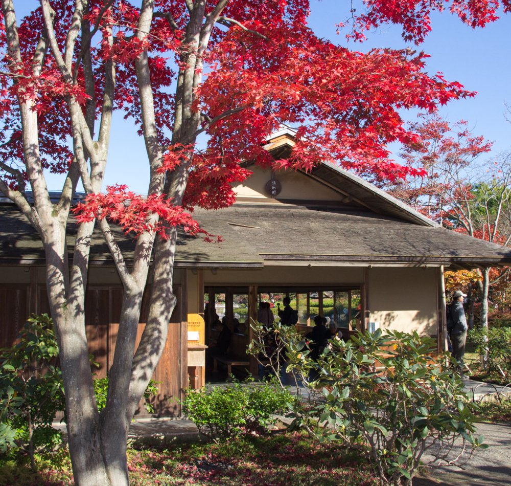 Showa Memorial Park (Tokyo)