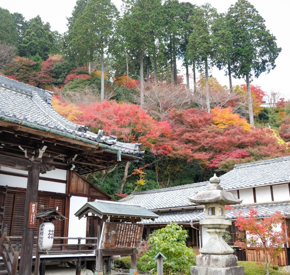 Yoshimine-dera (Kyoto), Tahoto pagoda in autumn