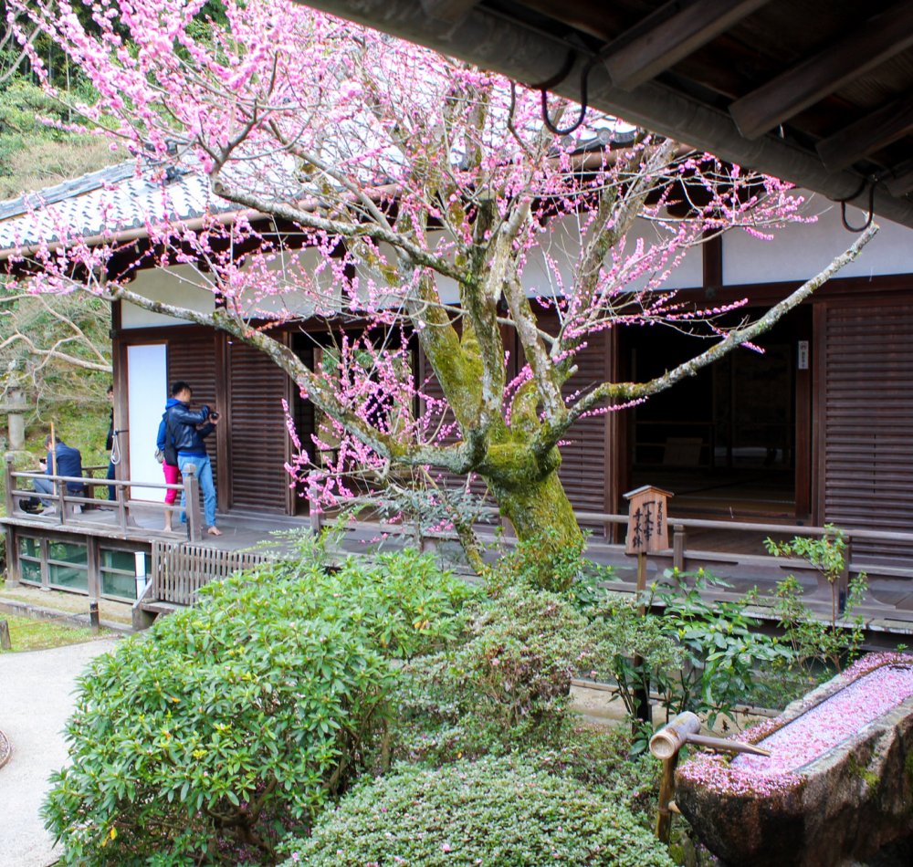 Shoren-in (Kyoto), Women wearing traditional kimono