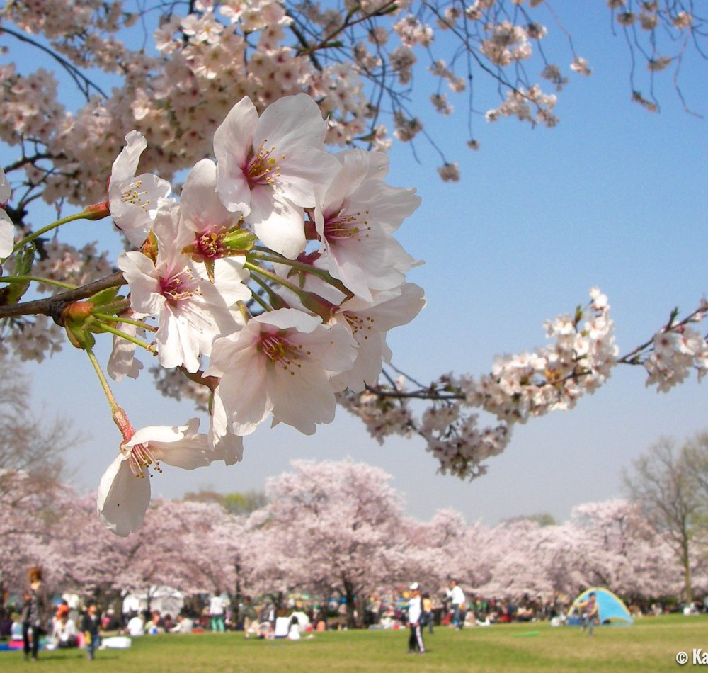 Expo'70 Commemorative Park, Back view of the Tower of the Sun