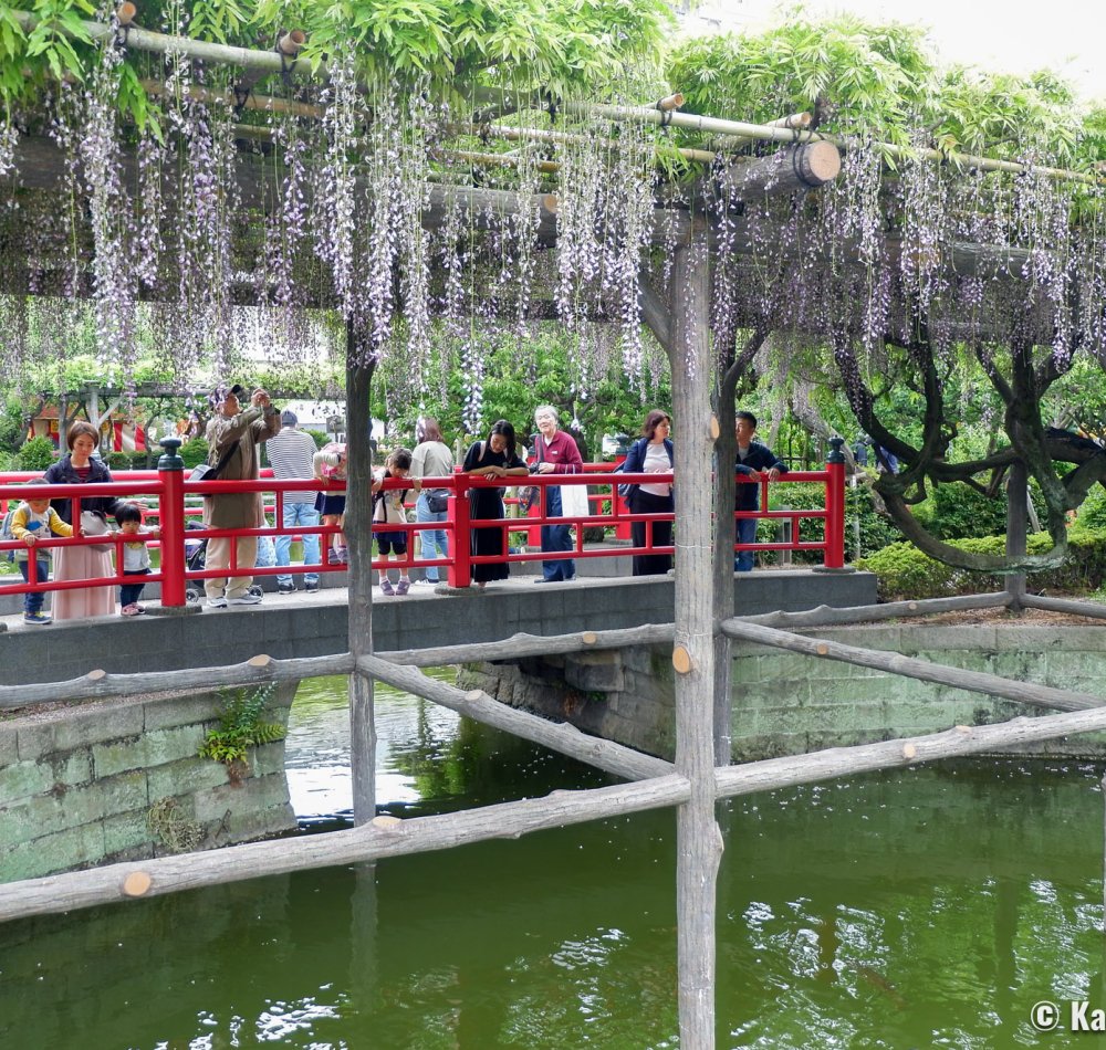 View on Tokyo SkyTree from Kameido Tenjin shrine