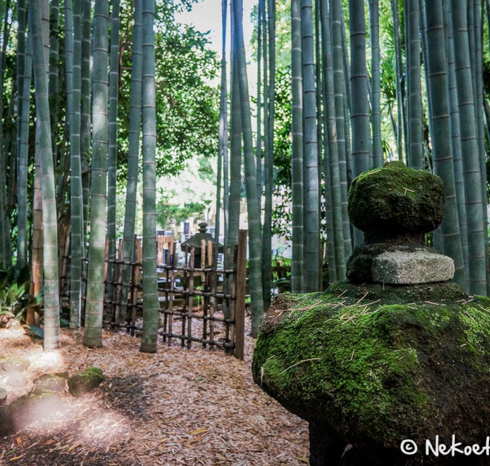 Hokoku-ji temple in Kamakura, Bamboo grove