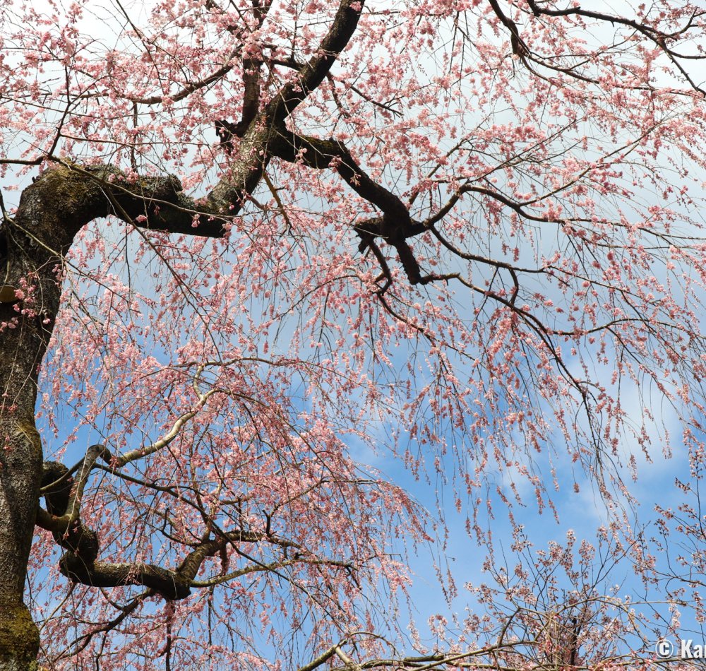 Haradani-en (Kyoto), Wooden shelter to view the blooming cherry trees
