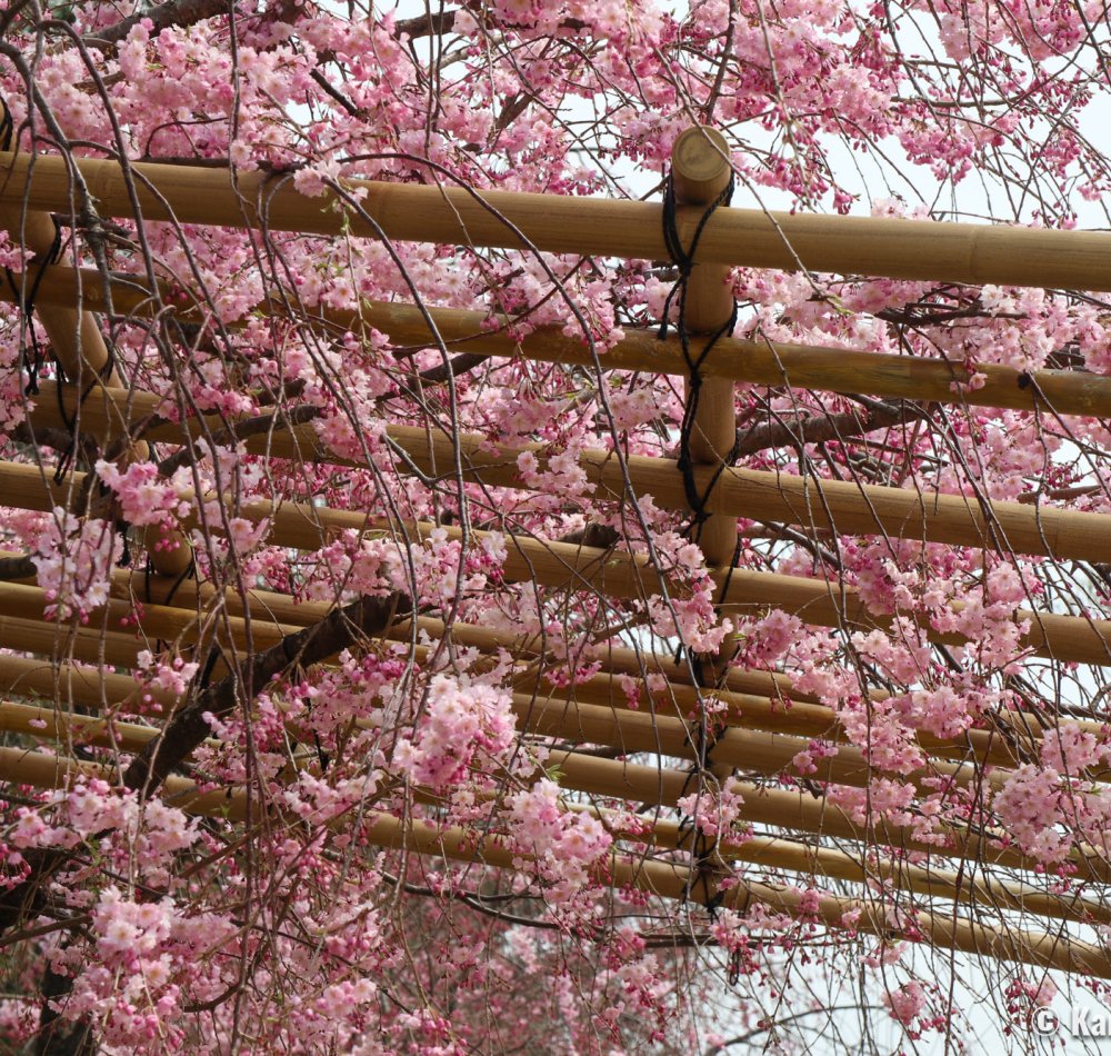 Nakaragi Path, Photo shooting of a traditional wedding during the weeping cherry trees season