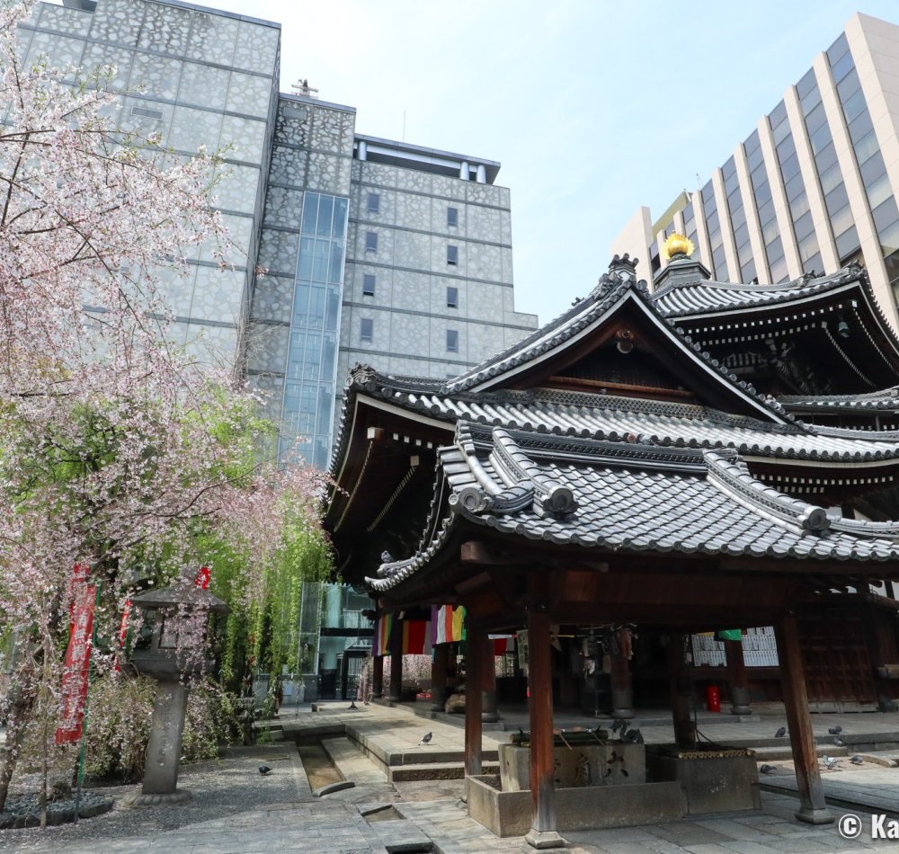 Rokkaku-do (Kyoto), Hexagonal pavilion and weeping cherry tree in spring
