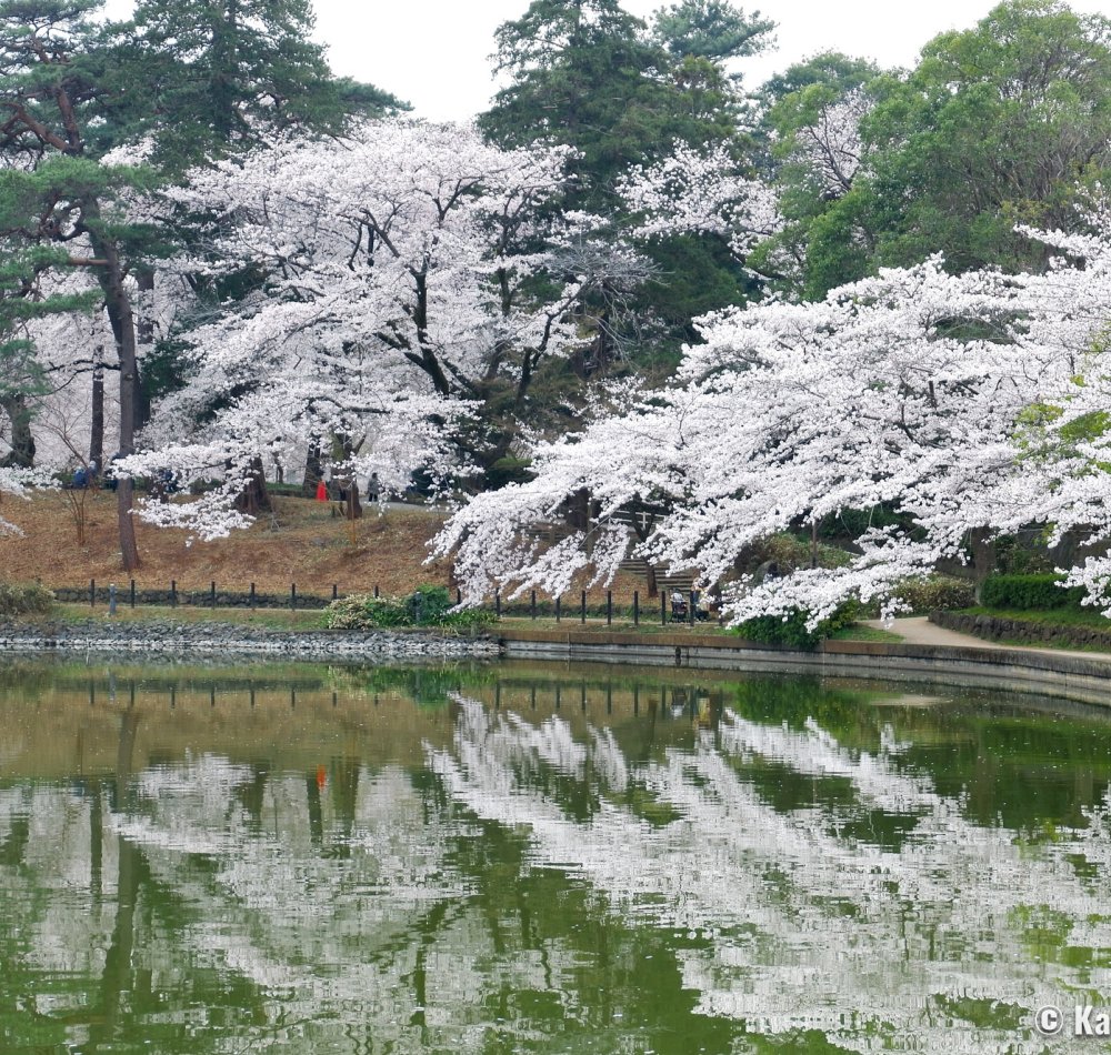 Omiya Park (Saitama), Strolling under the blooming cherry trees in spring