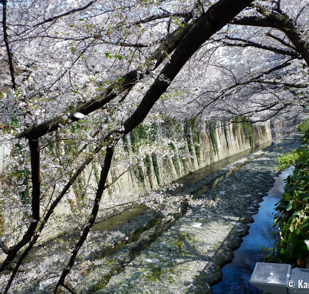 Blooming cherry trees on the Kanda River from Omokage-bashi Bridge