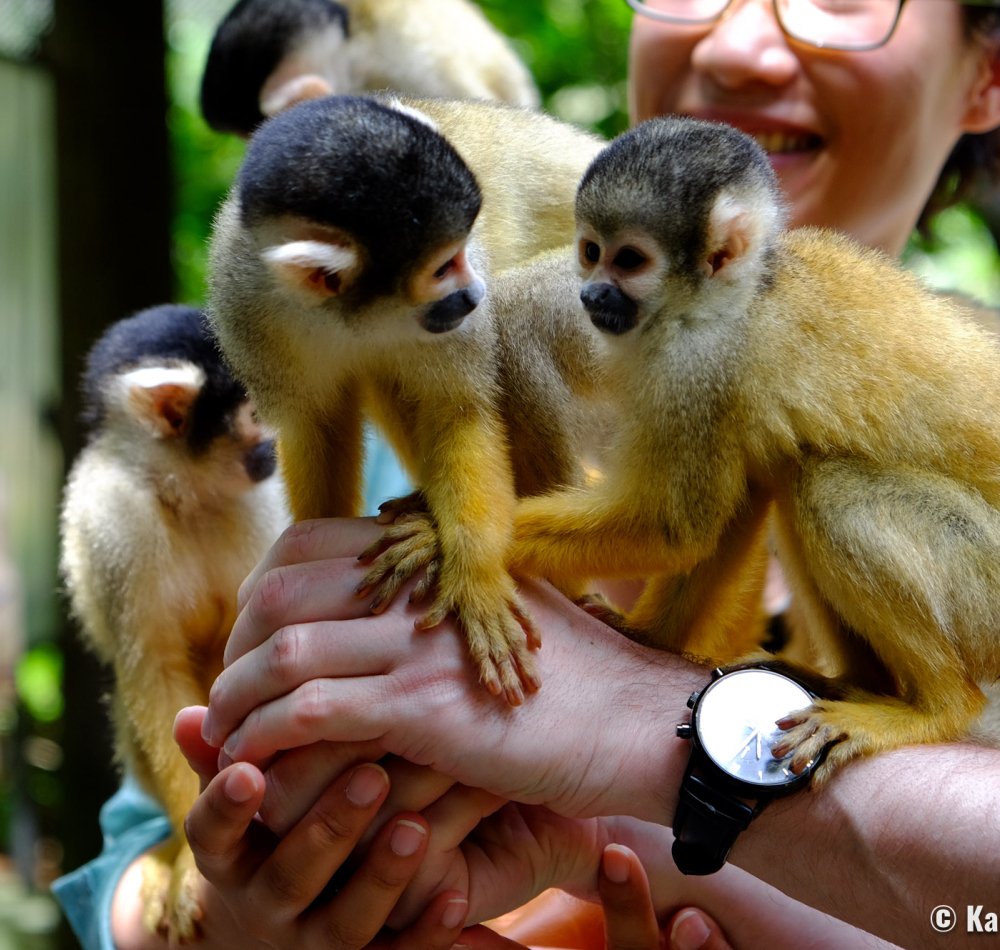 Yaimamura (Ishigaki), Meeting with the squirrel-monkeys