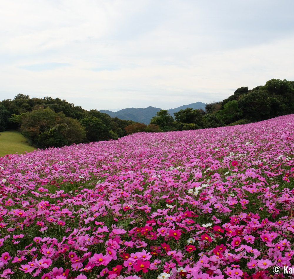 Awaji Hanasajiki, Cosmos flower field in autumn