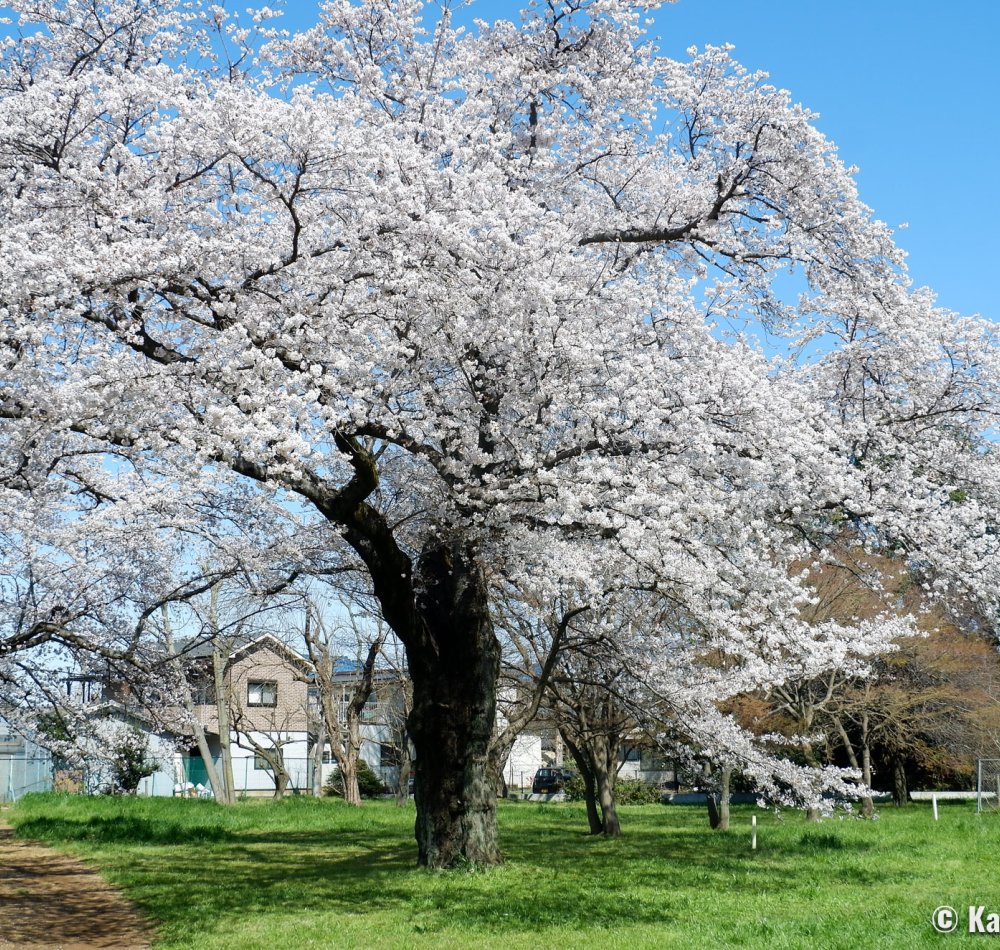 Koganei Park (Tokyo), People enjoying the blooming cherry trees in spring