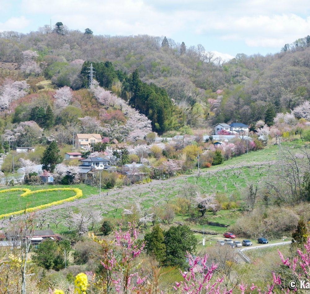 Hanamiyama Park (Fukushima), Flowering rapeseed fields and blooming cherry trees