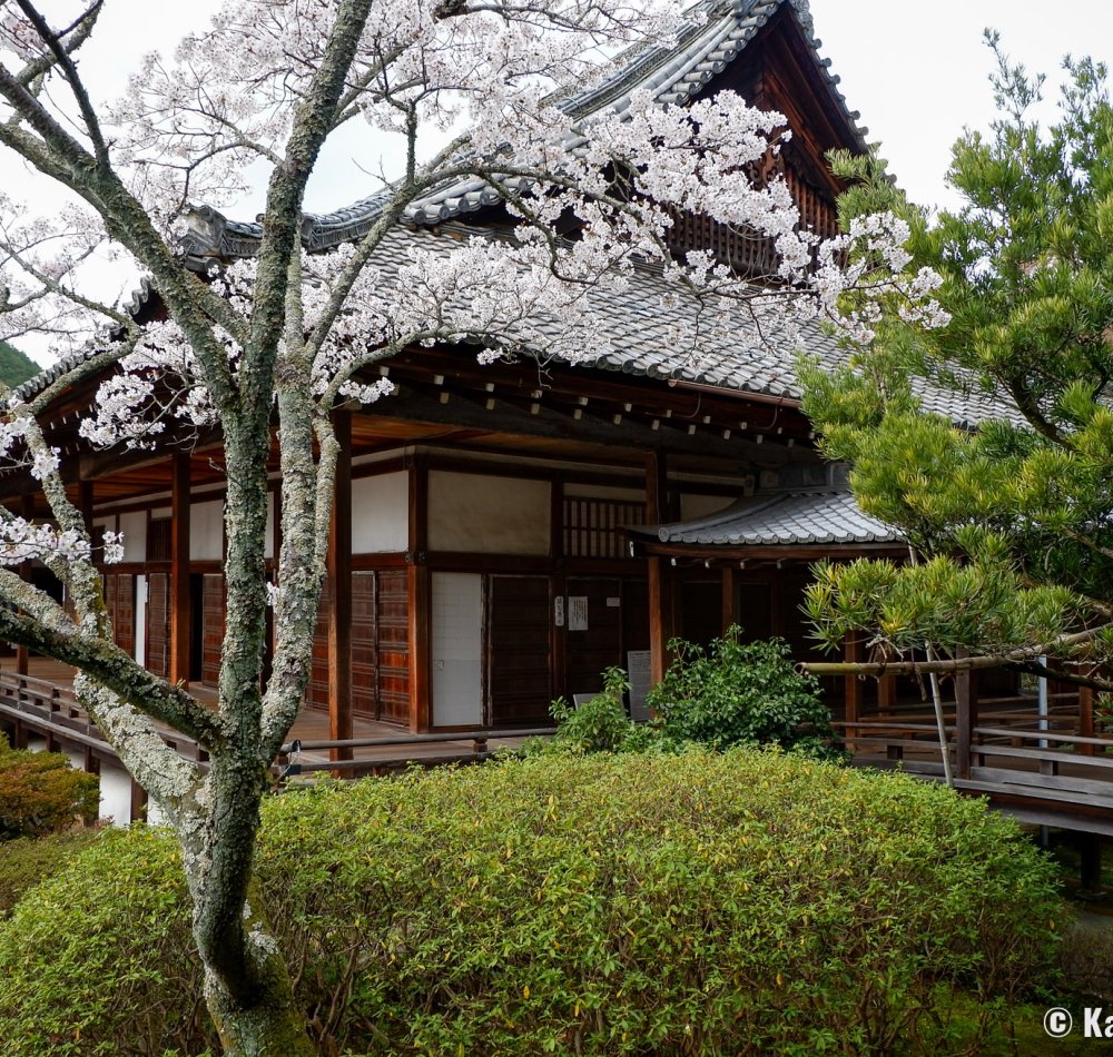 Bishamon-do (Kyoto), Reiden pavilion and blooming cherry trees
