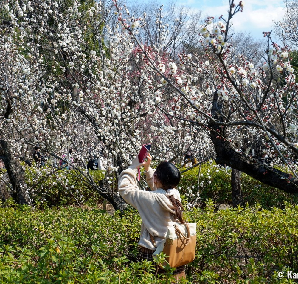 Hanegi Park (Setagaya, Tokyo), Plum trees in bloom in February and early March