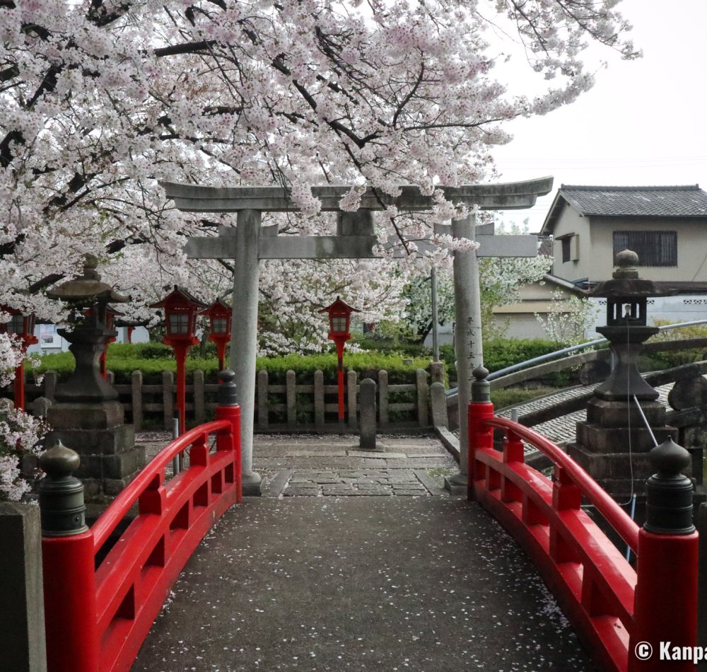 Rokusonno-jinja (Kyoto), Cherry blossoms and red lanterns in the shrine's grounds